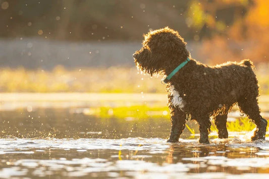 Summer Safety Tips for Dogs & Cats