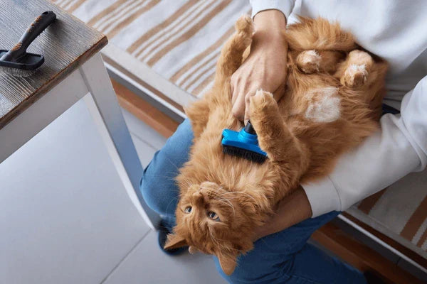Summer Wellness Tips for Pet Parents